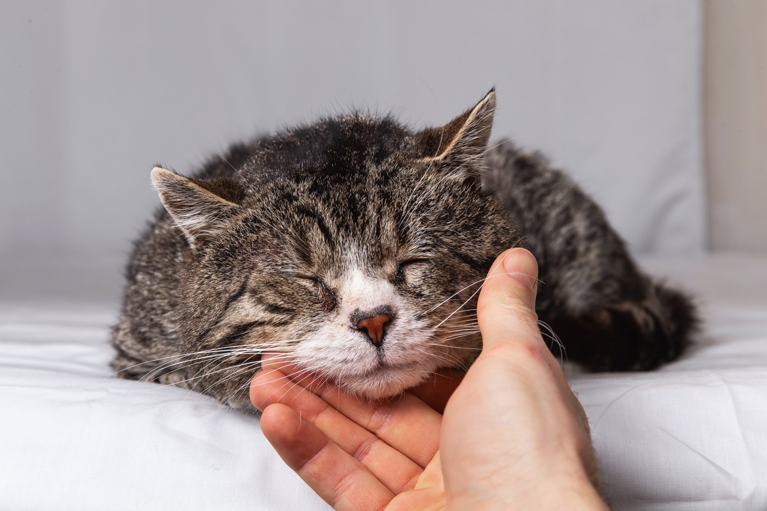 Senior Cat being pet by human