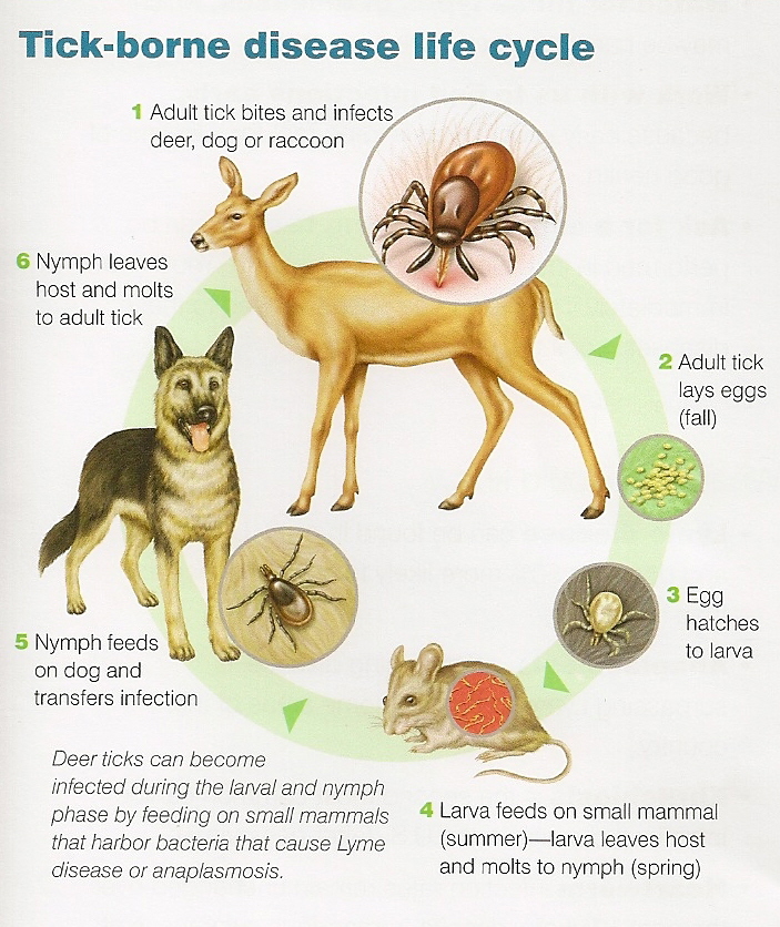 can a dog still get lyme disease even if vaccinated