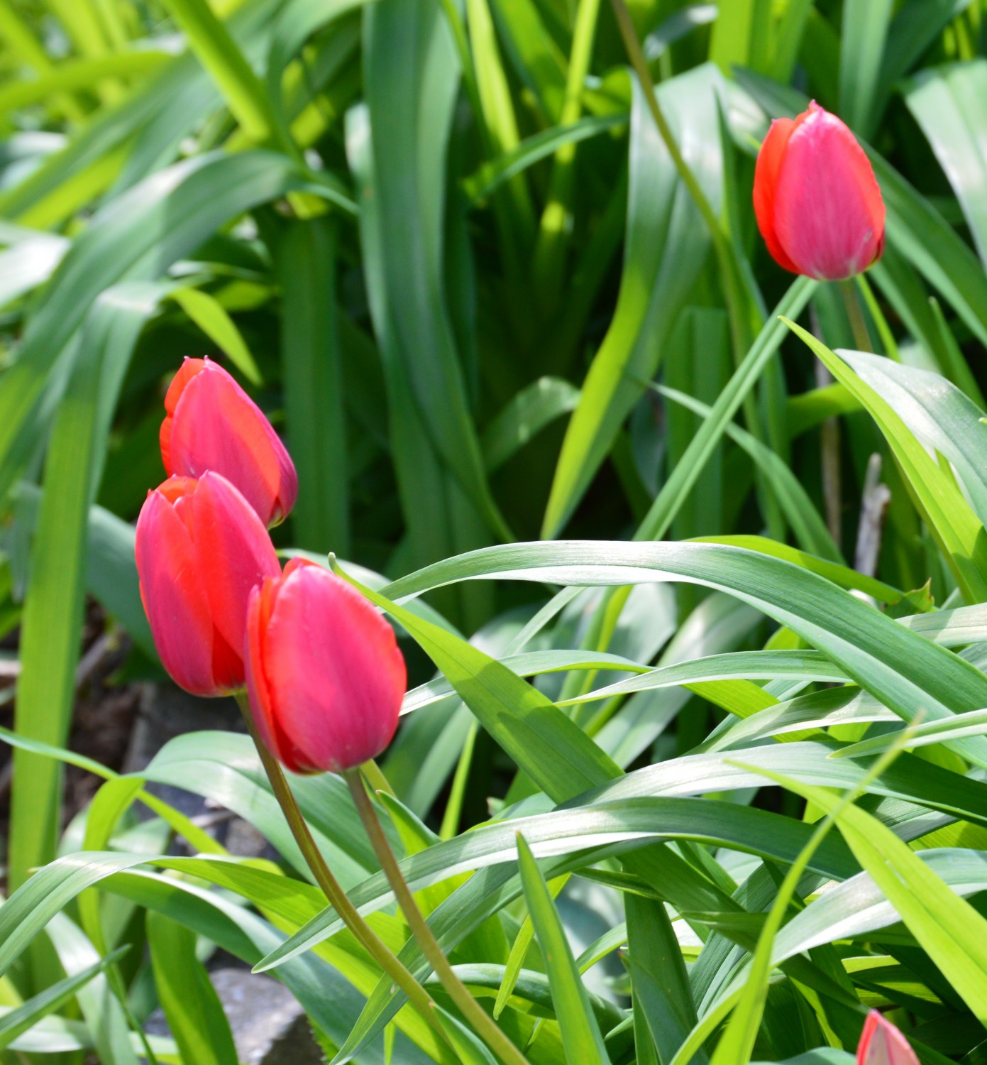 Tulips and Hyacinths