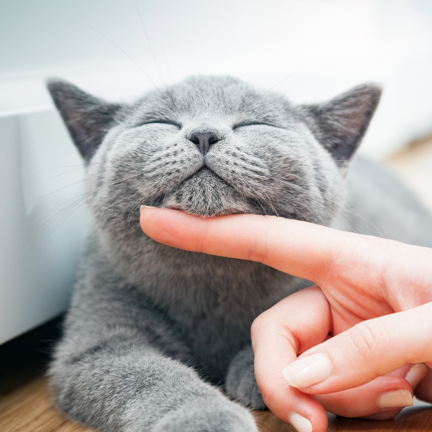 CLIENT FORMS - Image of a gray cat being pet