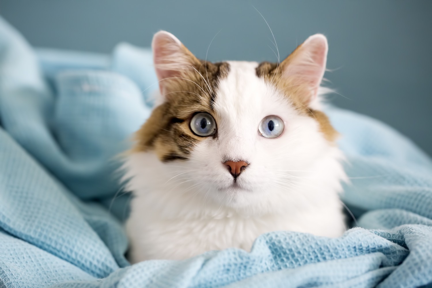 Cat laying in a blanket