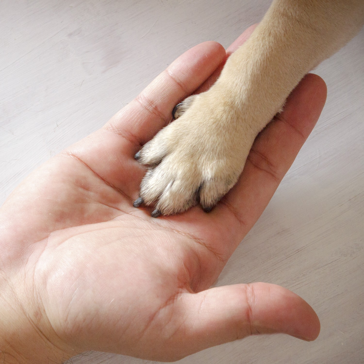 ABOUT OUR HOSPITAL  - Human hand holding dog paw