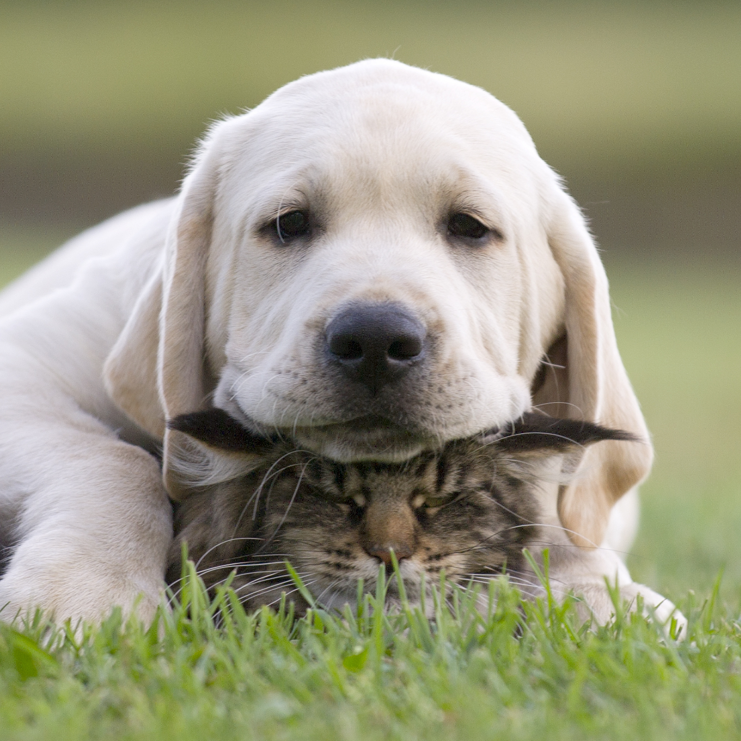 PET LIBRARY - Puppy and kitten Cuddling