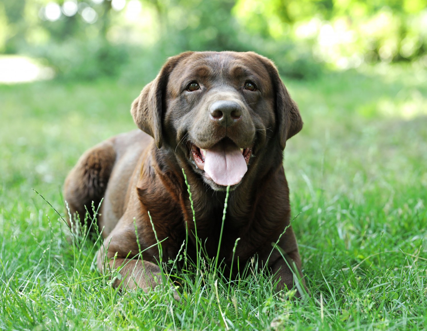 Chocolate Lab Laying in the Grass
