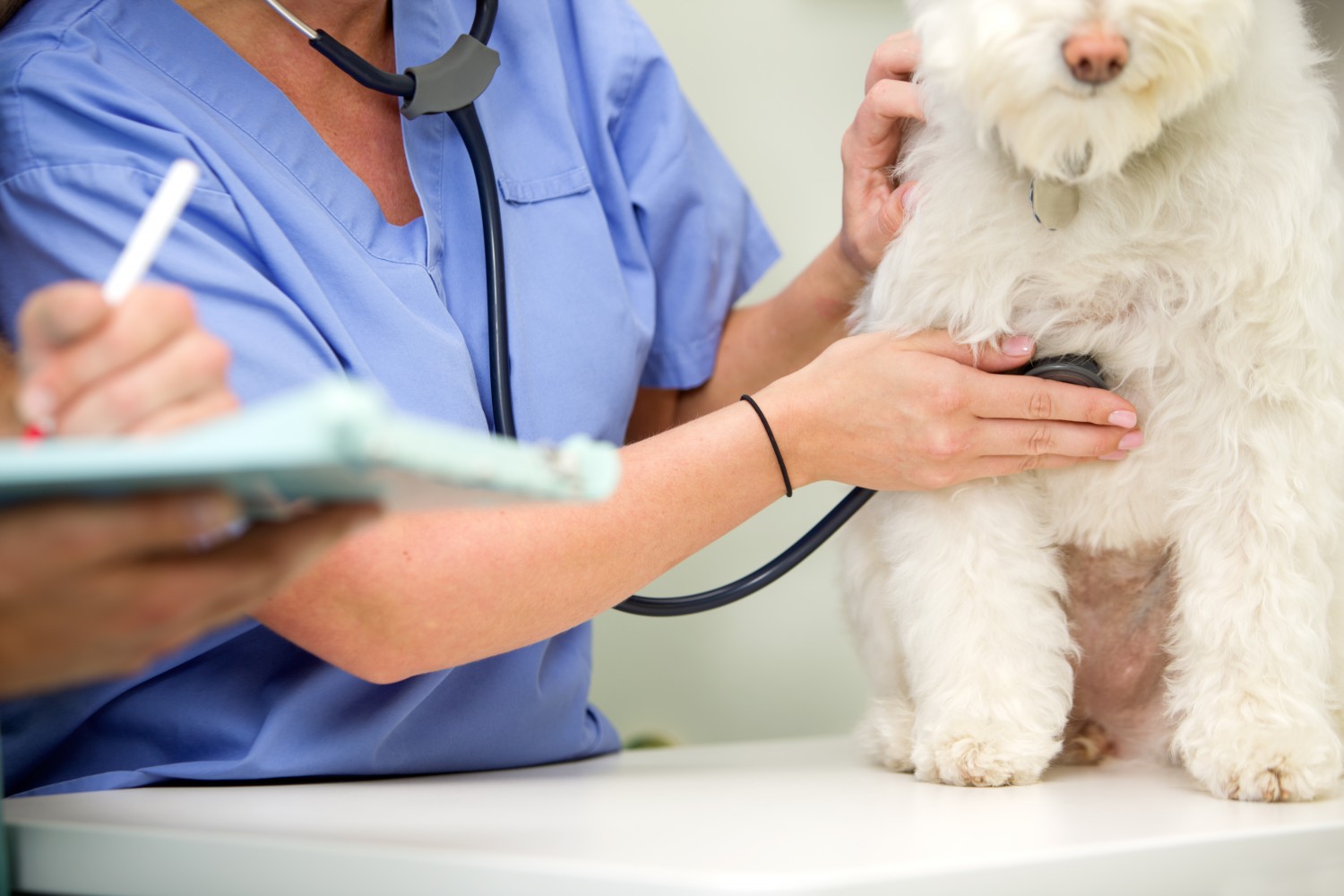 Staff member taking vitals on fully dog