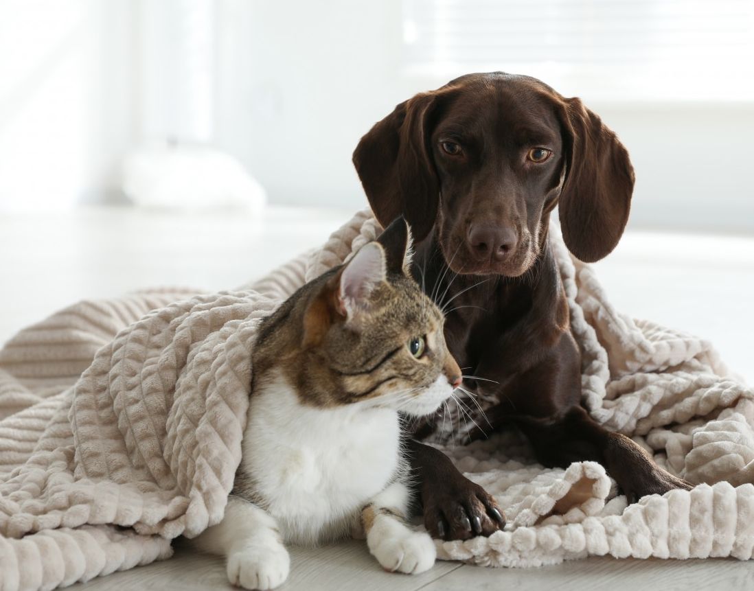 Puppy and Kitten Laying in Blanket
